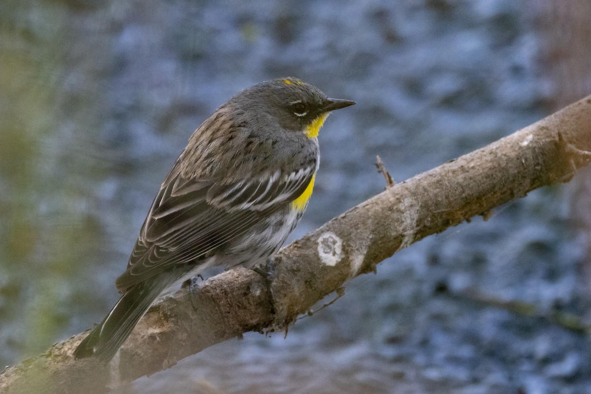 Yellow-rumped Warbler - ML615535932