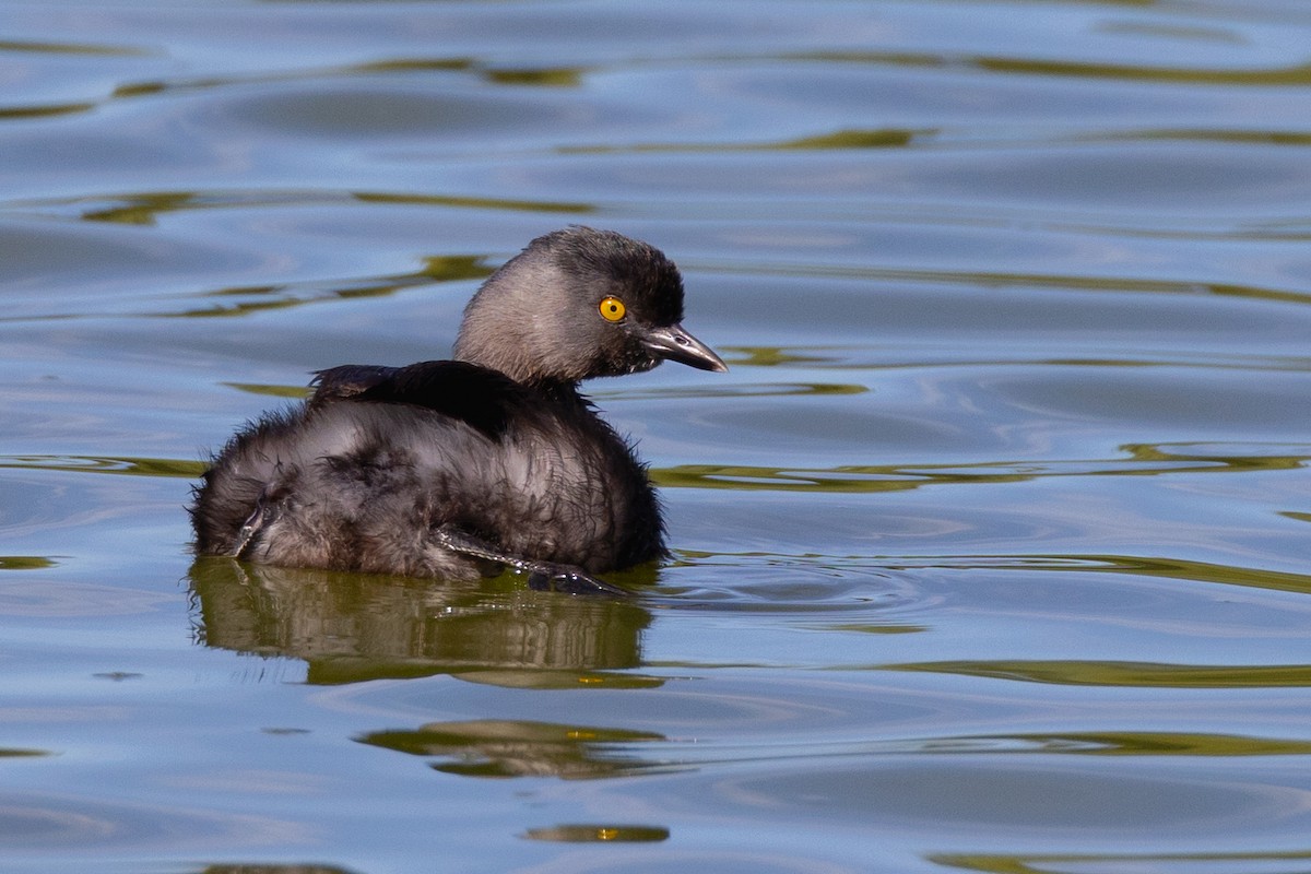 Least Grebe - ML615535952