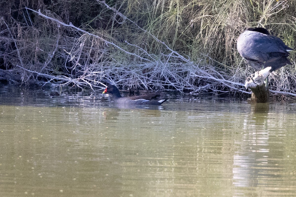 Gallinule d'Amérique - ML615535965