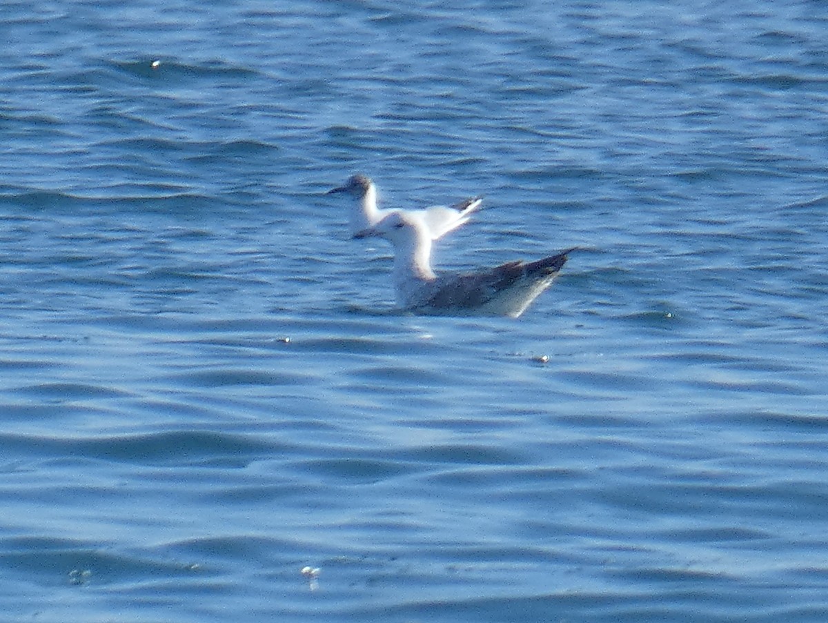 Caspian Gull - ML615536012