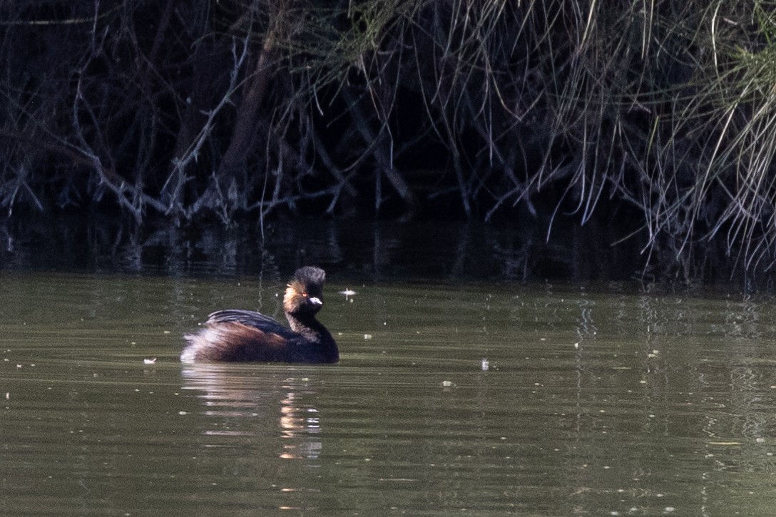 Eared Grebe - ML615536016