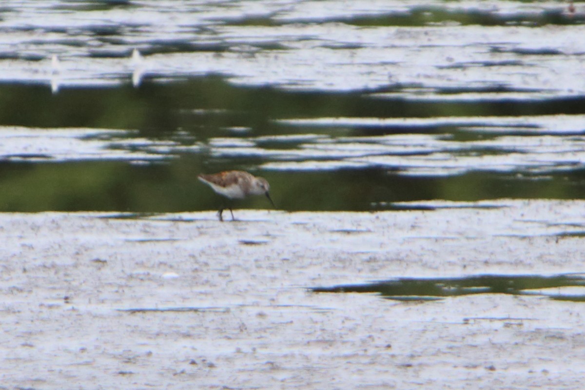 Western Sandpiper - Yiming Qiu