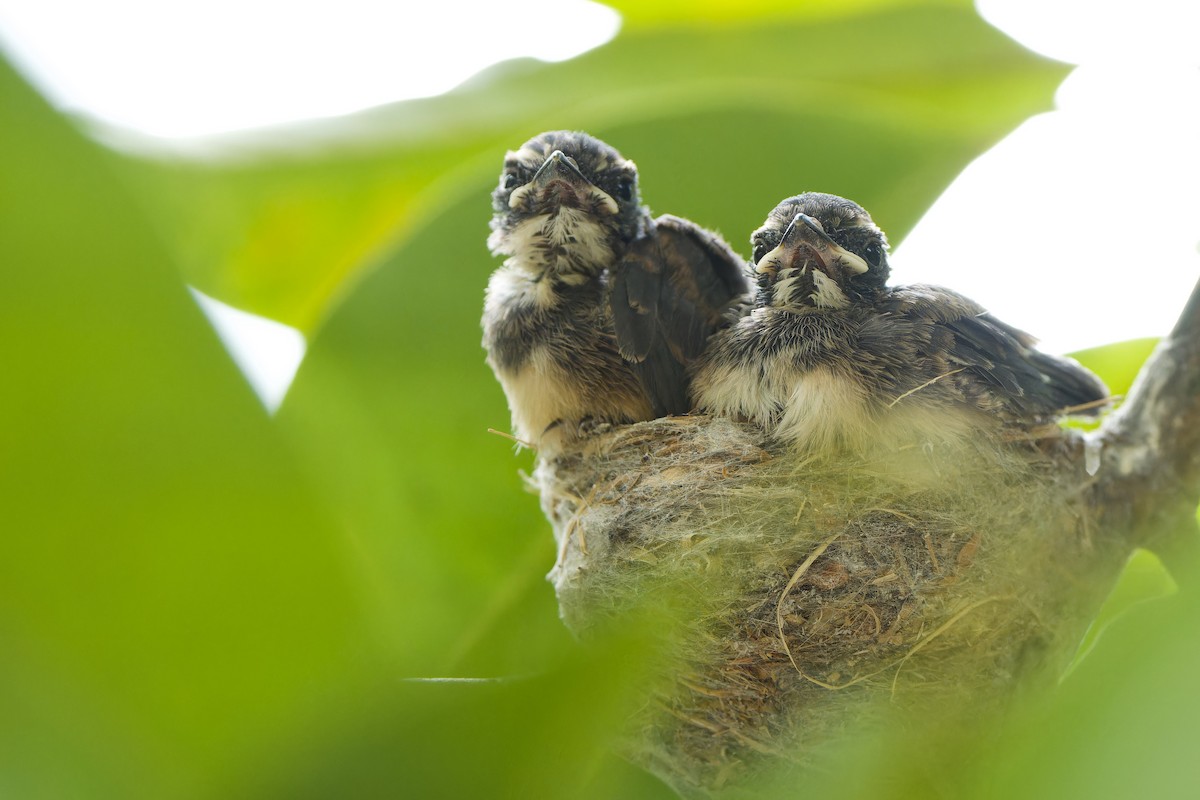 Malaysian Pied-Fantail - ML615536025