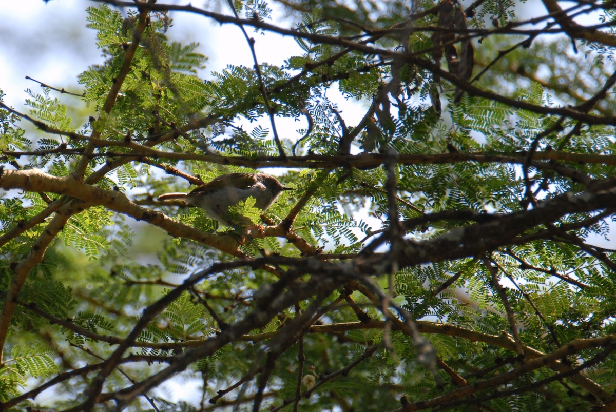 Green-backed Camaroptera - ML615536053