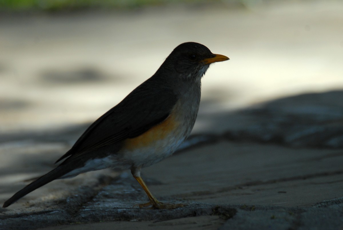 African Thrush - ML615536085