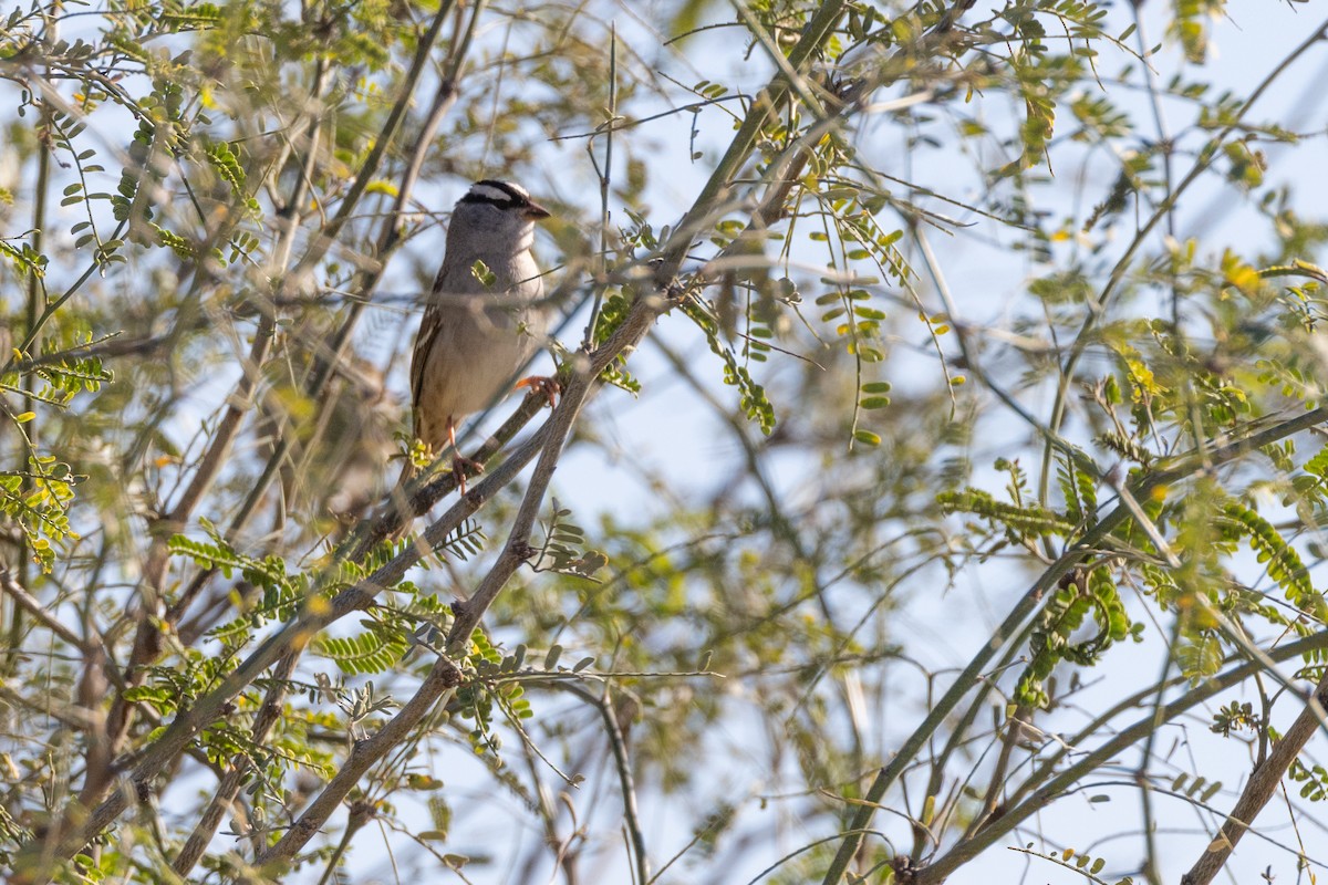 White-crowned Sparrow - ML615536131