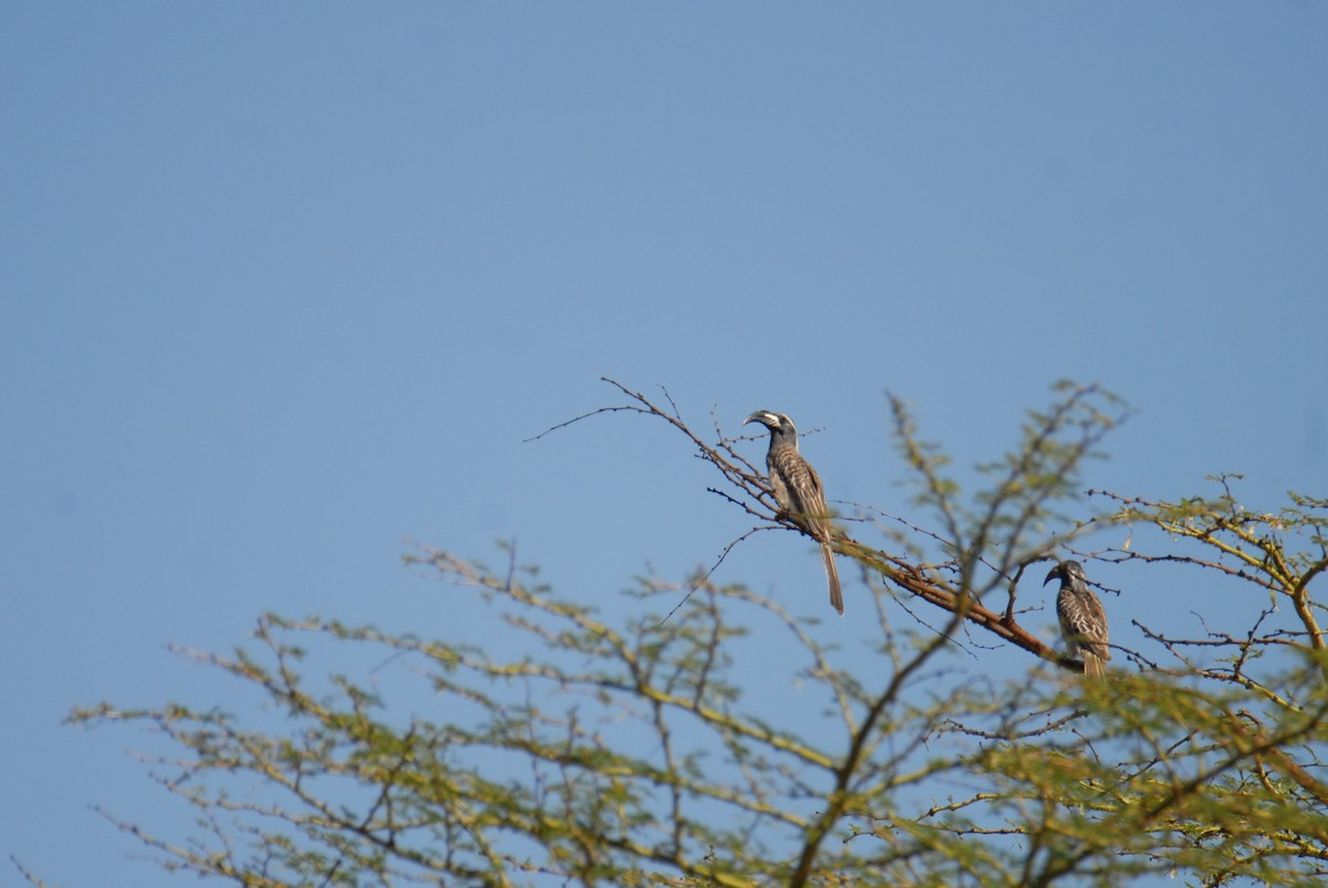 African Gray Hornbill - ML615536134