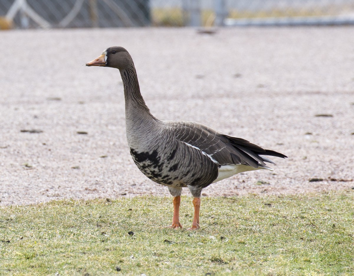 Greater White-fronted Goose - ML615536135