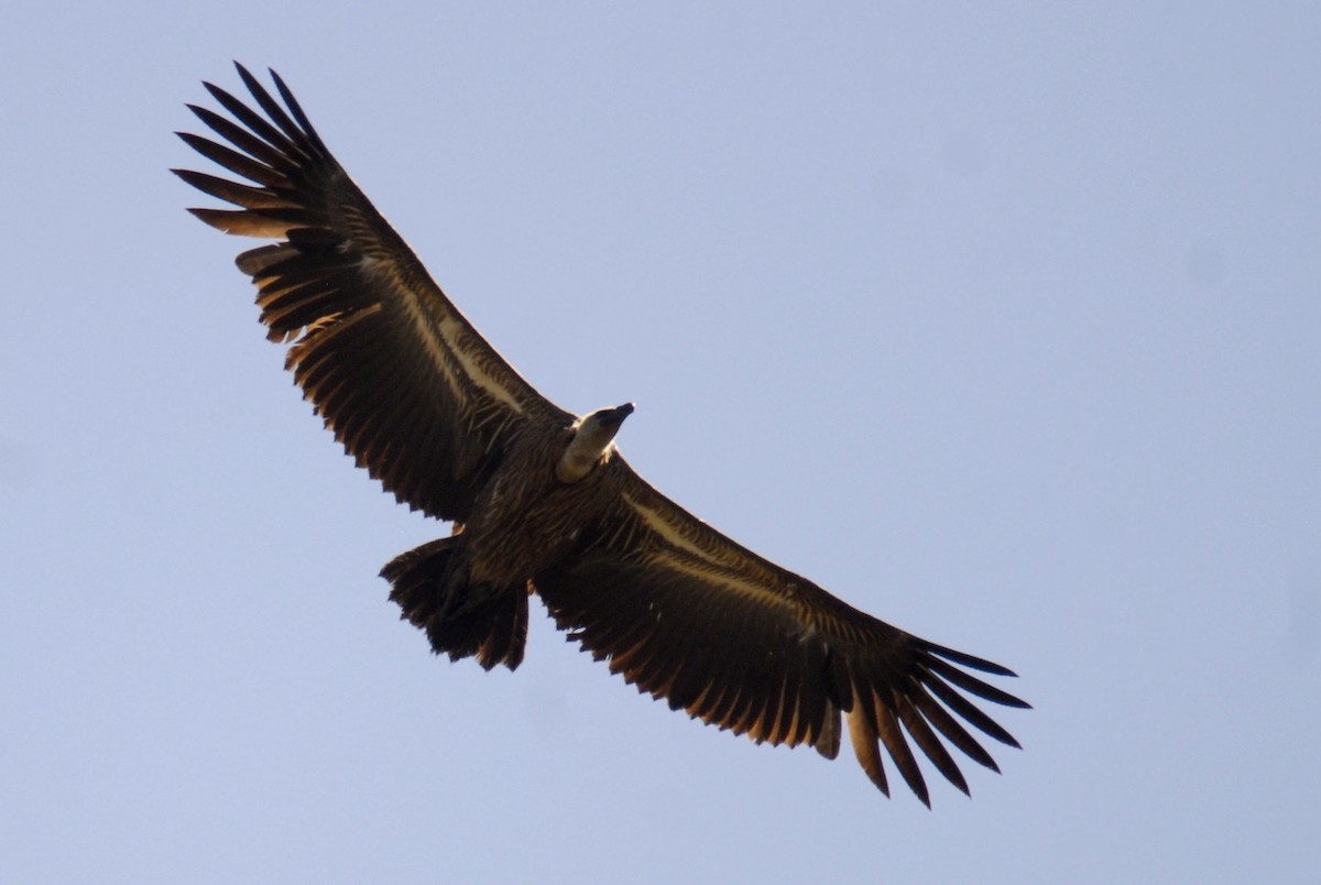 White-backed Vulture - ML615536143
