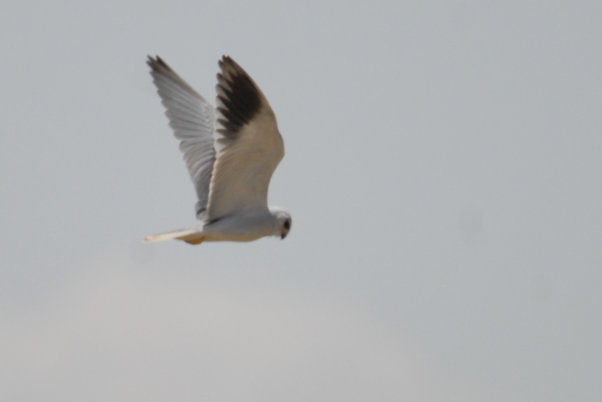 Black-winged Kite - ML615536145