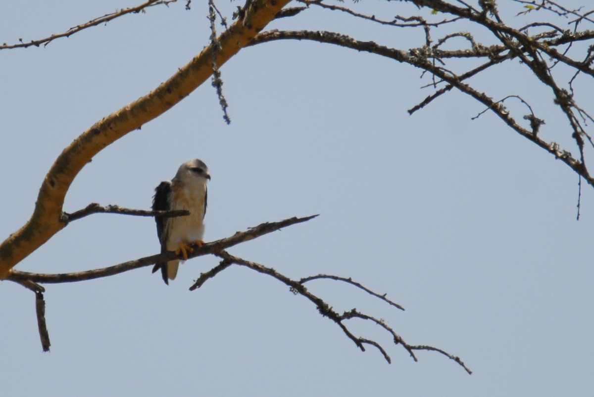 Black-winged Kite - ML615536146