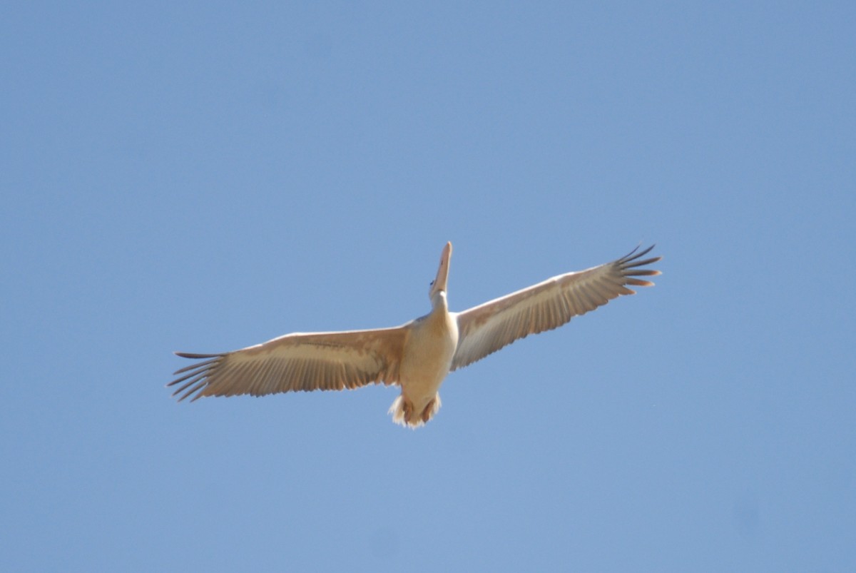 Pink-backed Pelican - Antoni Karolak