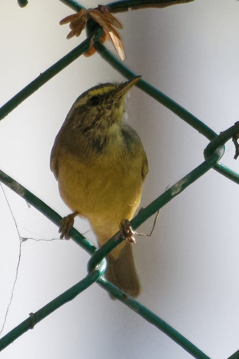 Sulphur-bellied Warbler - Arvindkumar Naicker