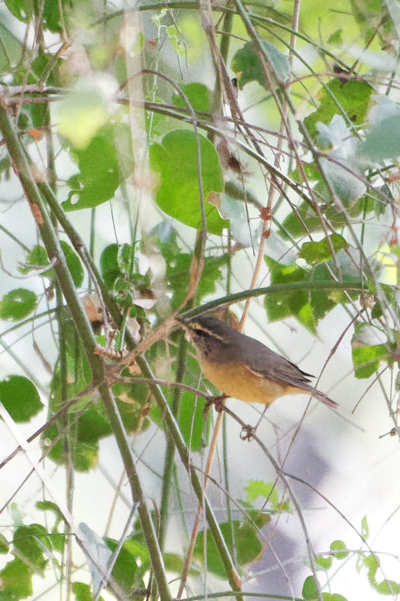 Sulphur-bellied Warbler - ML615536167