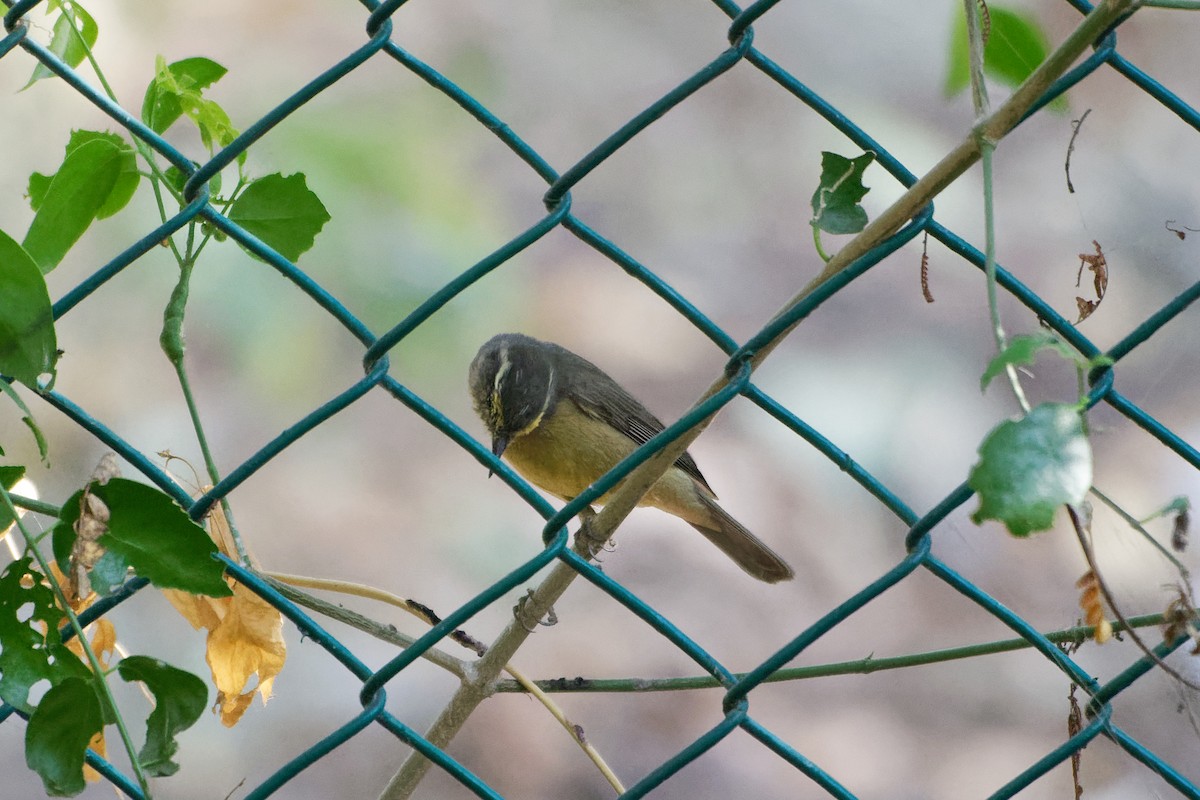 Sulphur-bellied Warbler - ML615536168