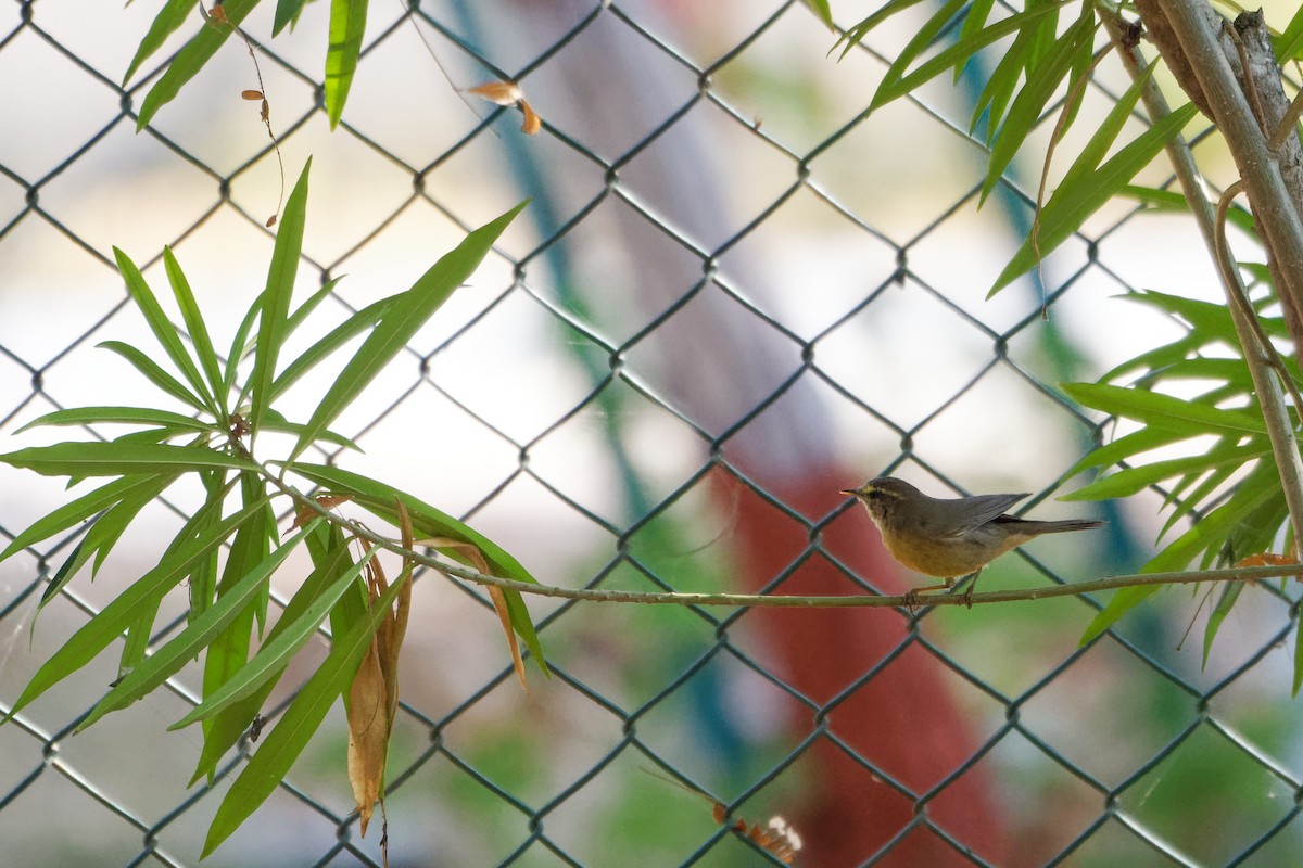 Sulphur-bellied Warbler - ML615536170