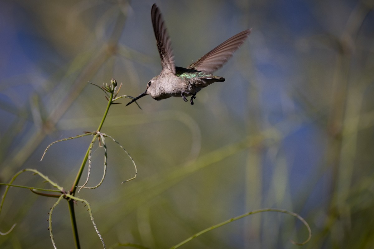 Costa's Hummingbird - ML615536178