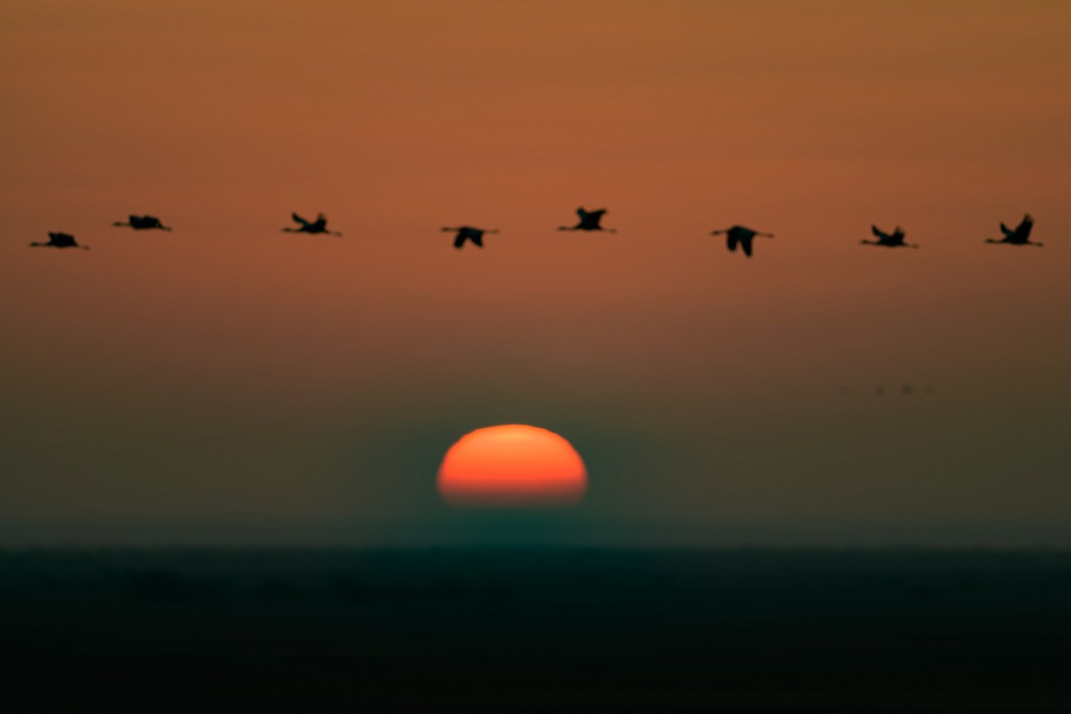 Common Crane - ML615536186