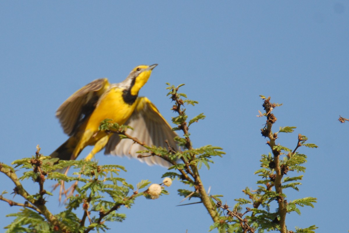 Yellow-throated Longclaw - ML615536194