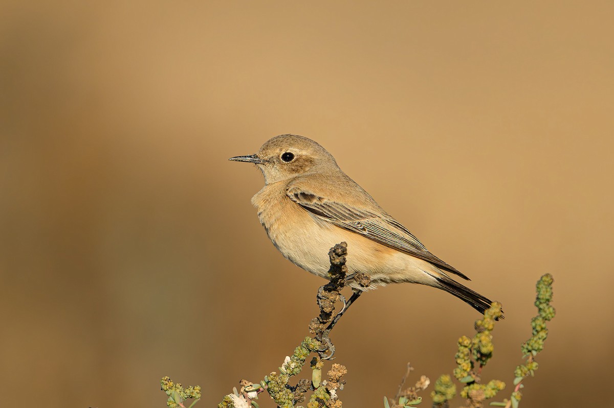 Isabelline Wheatear - Sudhir Paul