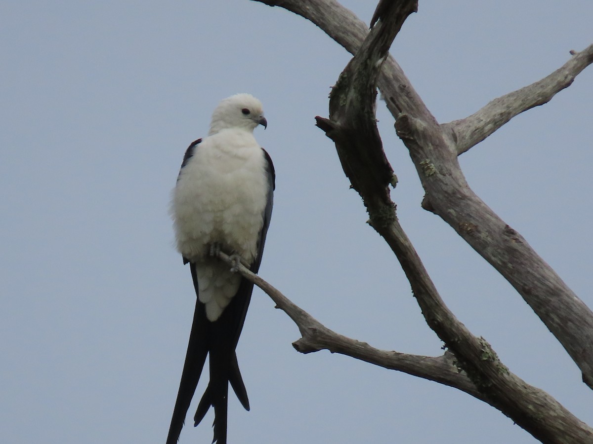 Swallow-tailed Kite - ML615536234