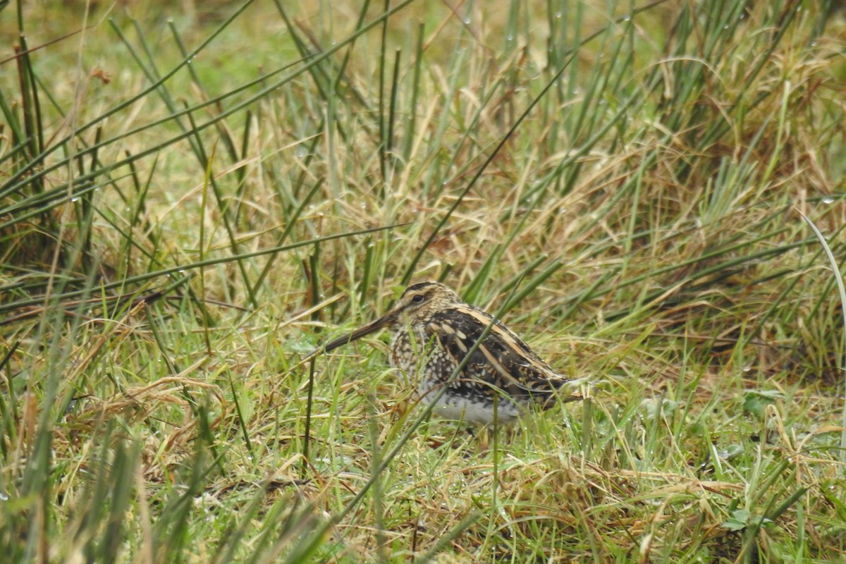 Common Snipe - ML615536235