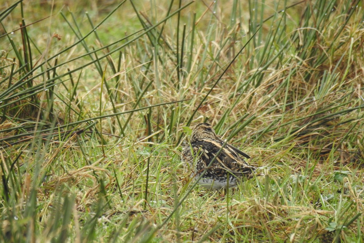 Common Snipe - ML615536245