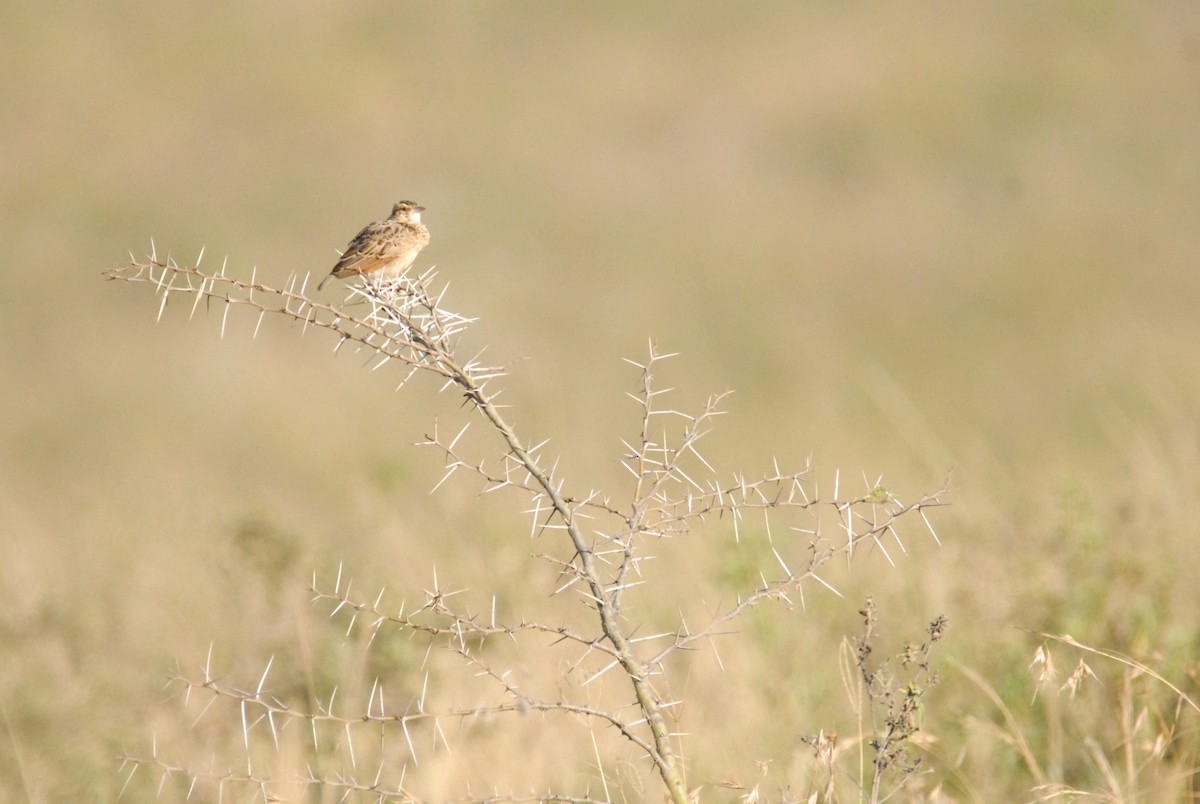 Rufous-naped Lark - ML615536252