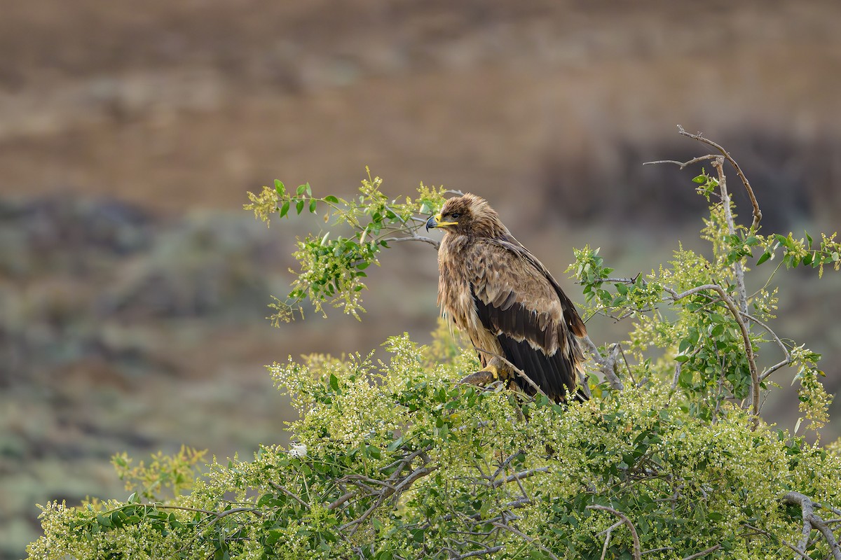 Aigle des steppes - ML615536253