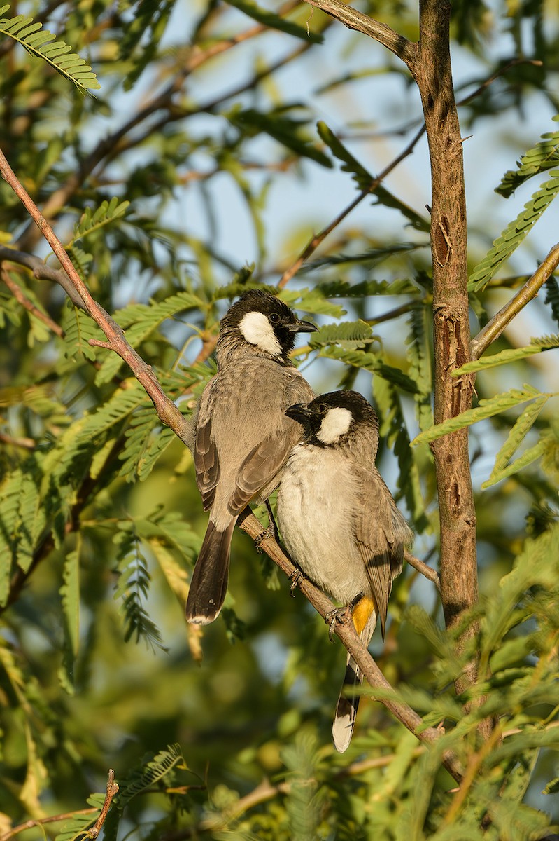 White-eared Bulbul - ML615536259