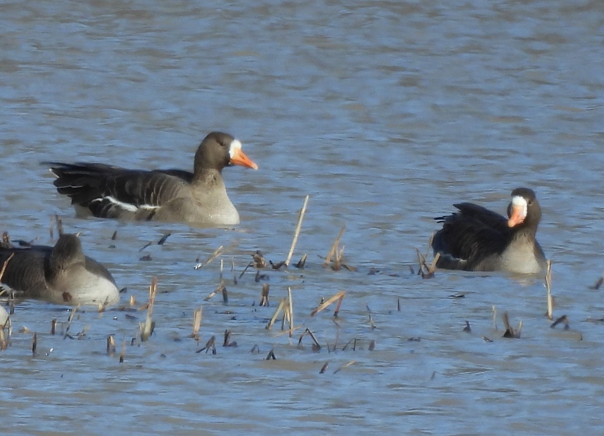 Greater White-fronted Goose - ML615536260