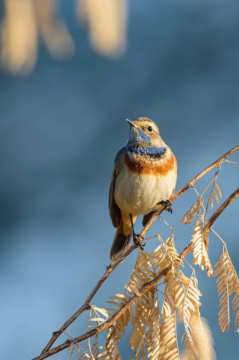 Bluethroat - ML615536276