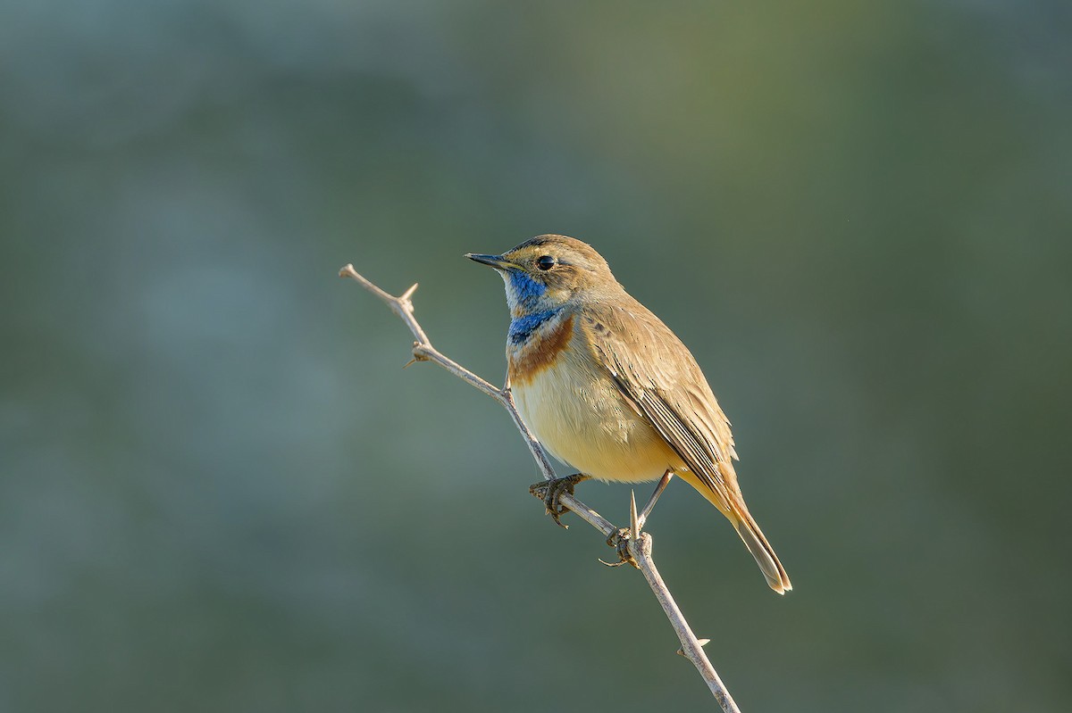 Bluethroat - ML615536277