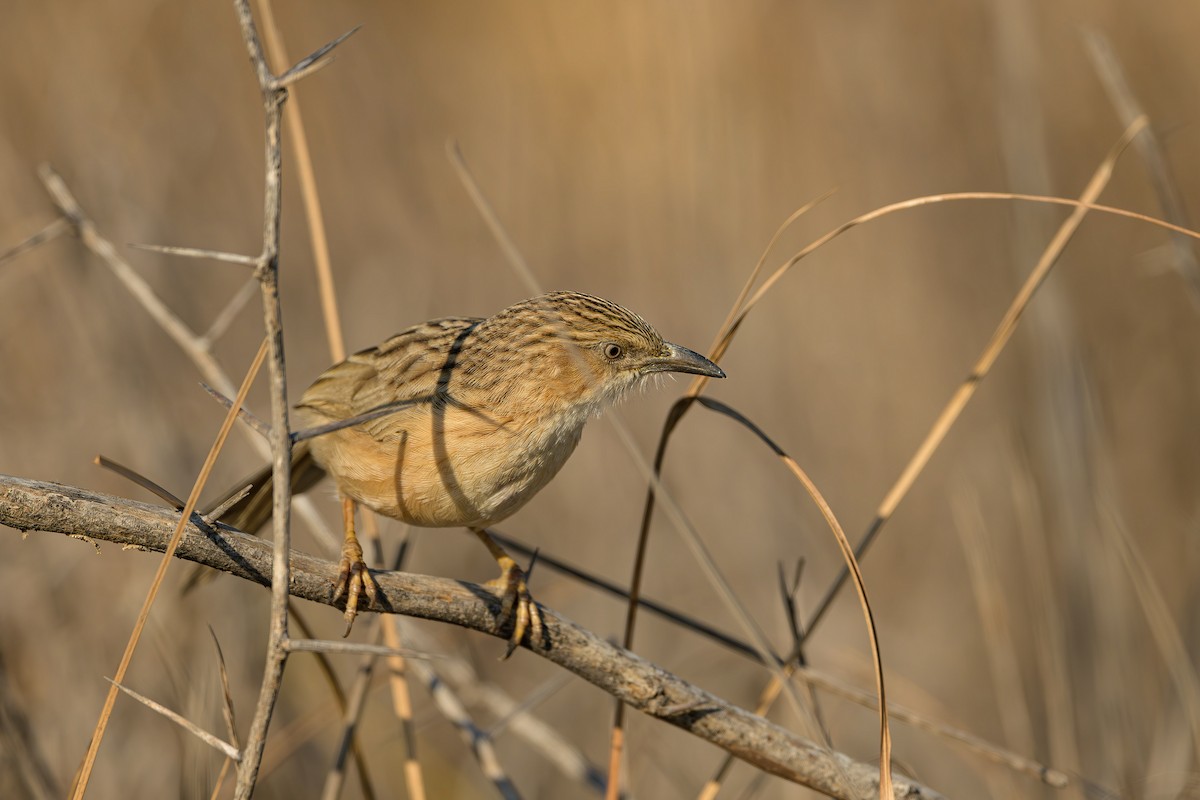 Common Babbler - ML615536279