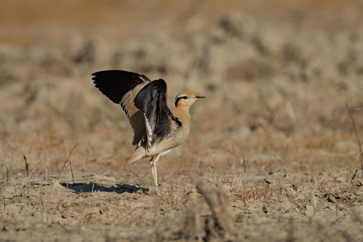 Cream-colored Courser - Sudhir Paul