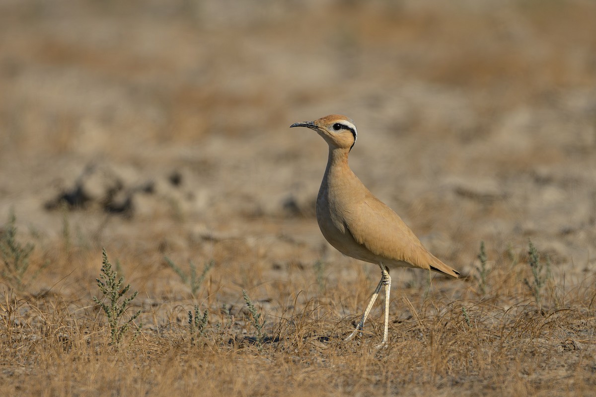 Cream-colored Courser - Sudhir Paul