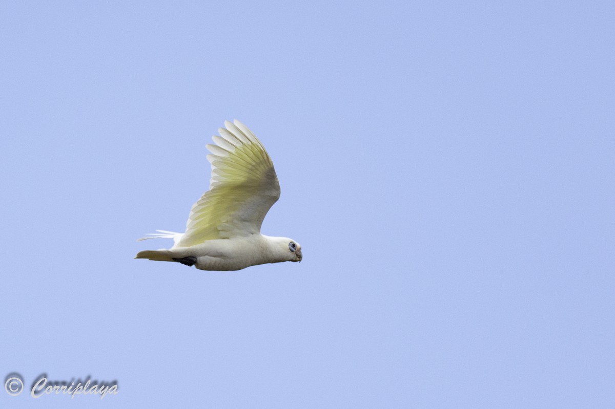 Little Corella - ML615536313