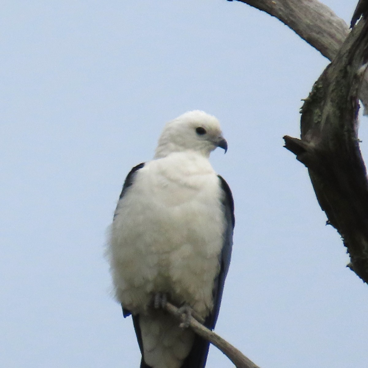 Swallow-tailed Kite - Tom Obrock