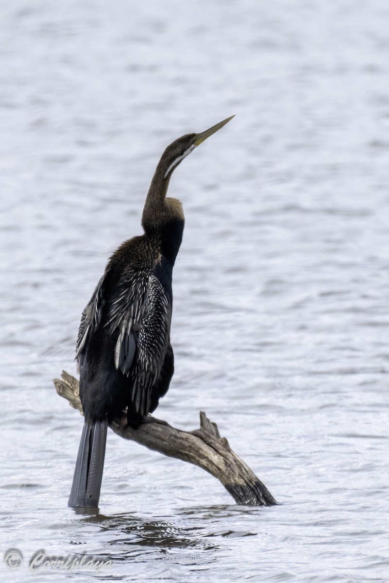 Australasian Darter - ML615536324