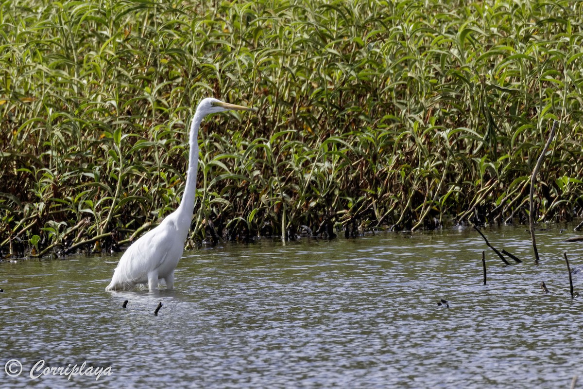 Great Egret - ML615536336