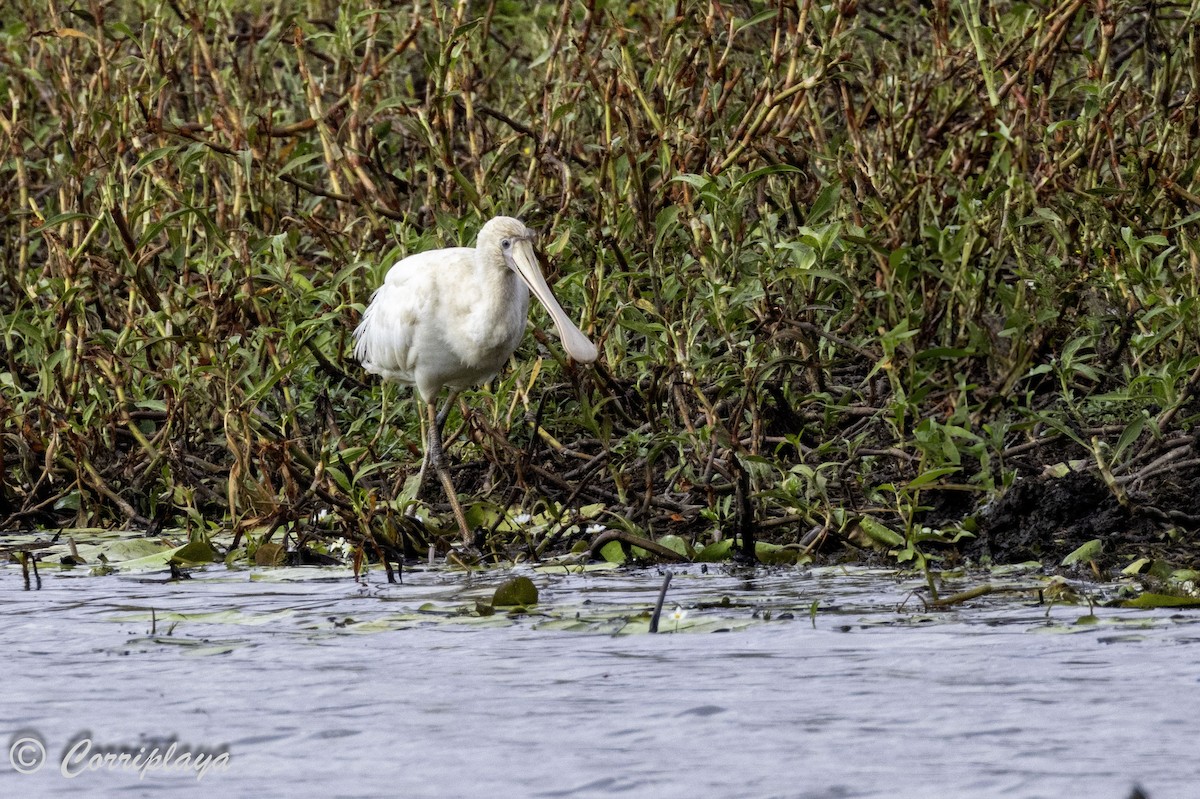 Yellow-billed Spoonbill - ML615536343