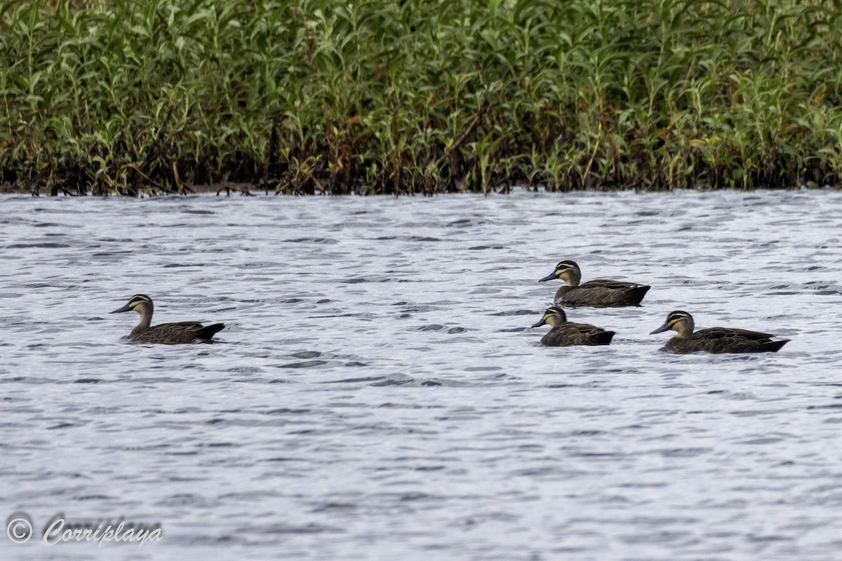 Pacific Black Duck - ML615536352