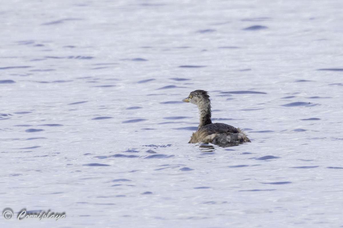 Australasian Grebe - Fernando del Valle