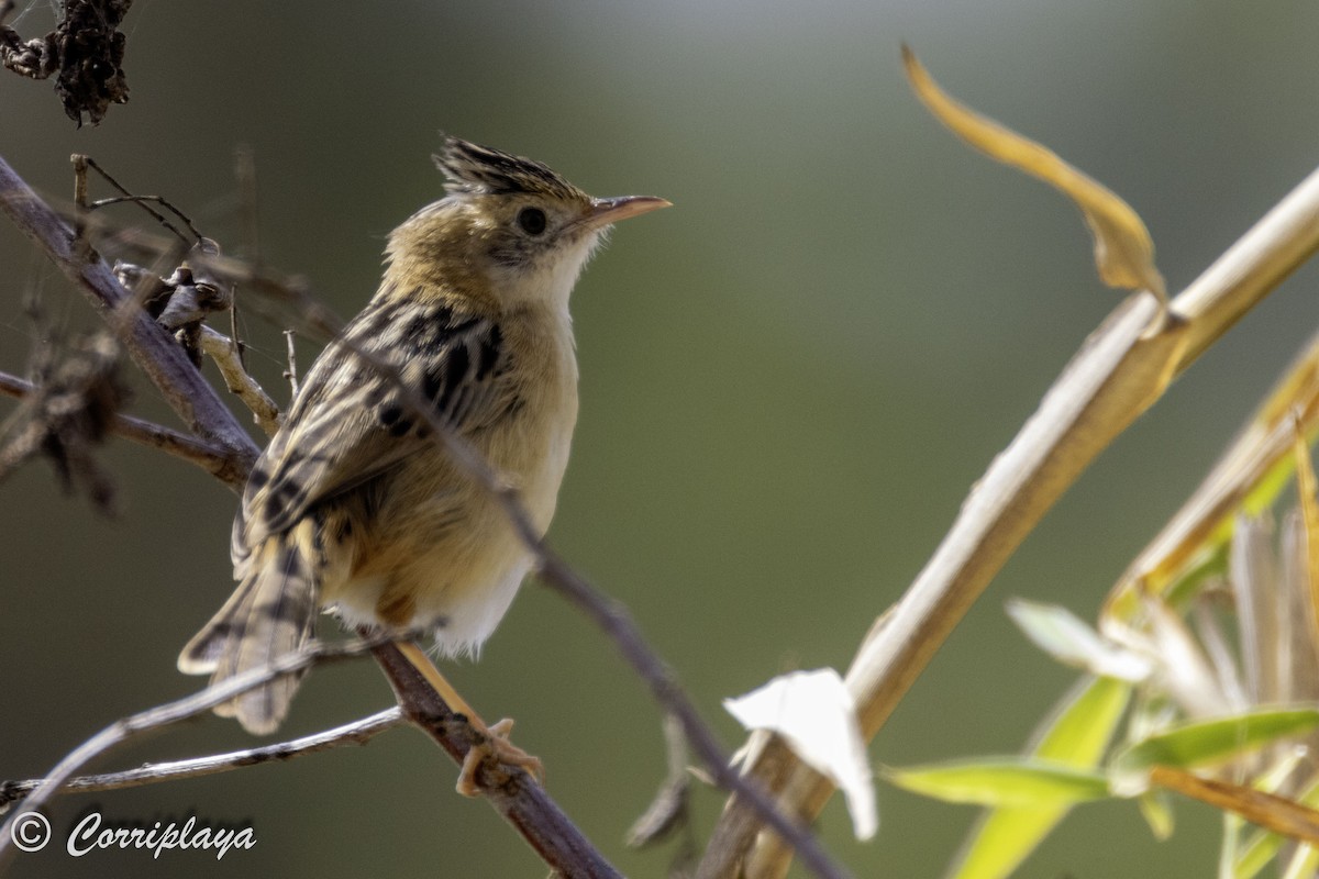 Zitting Cisticola - ML615536382