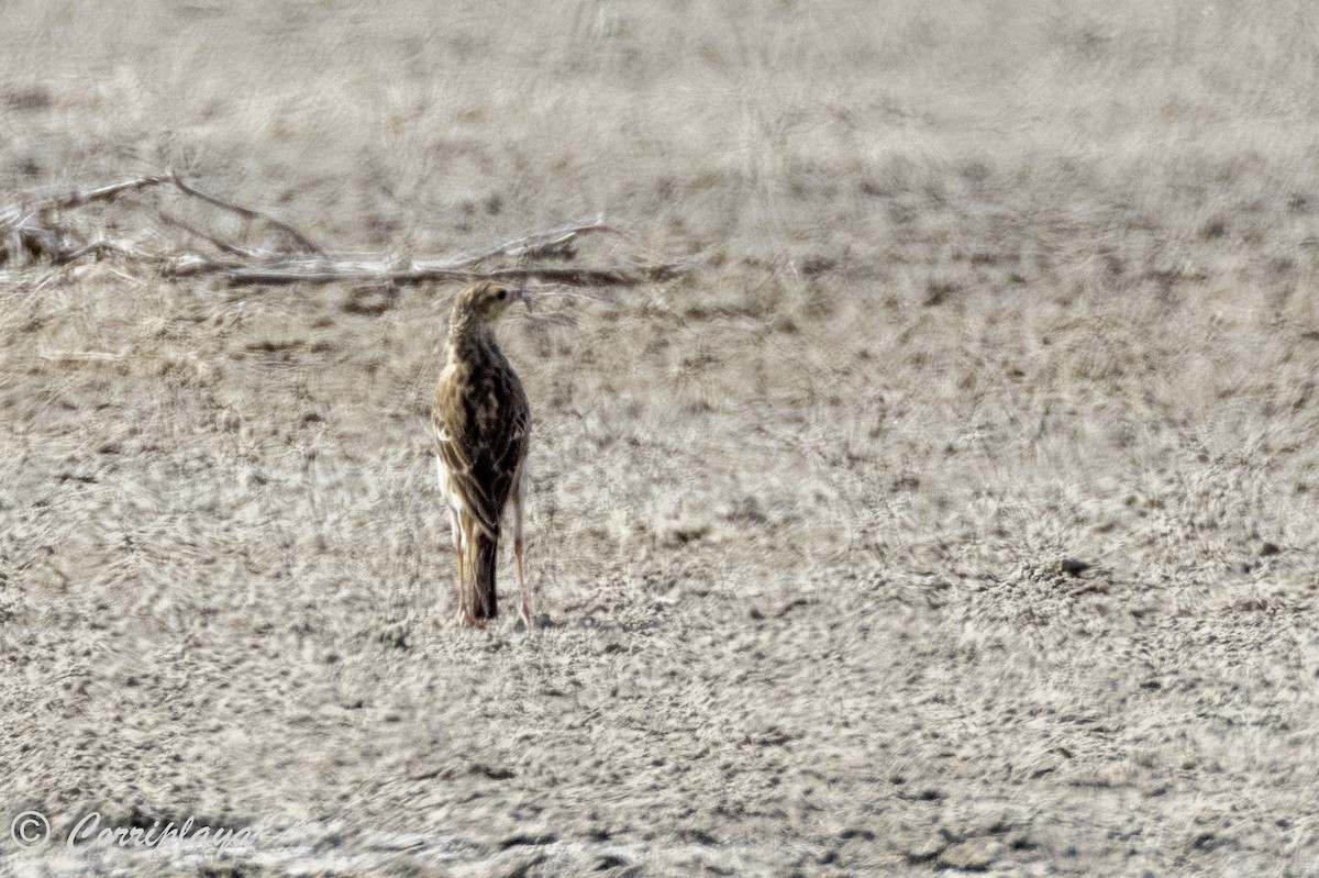 Australian Pipit - ML615536384