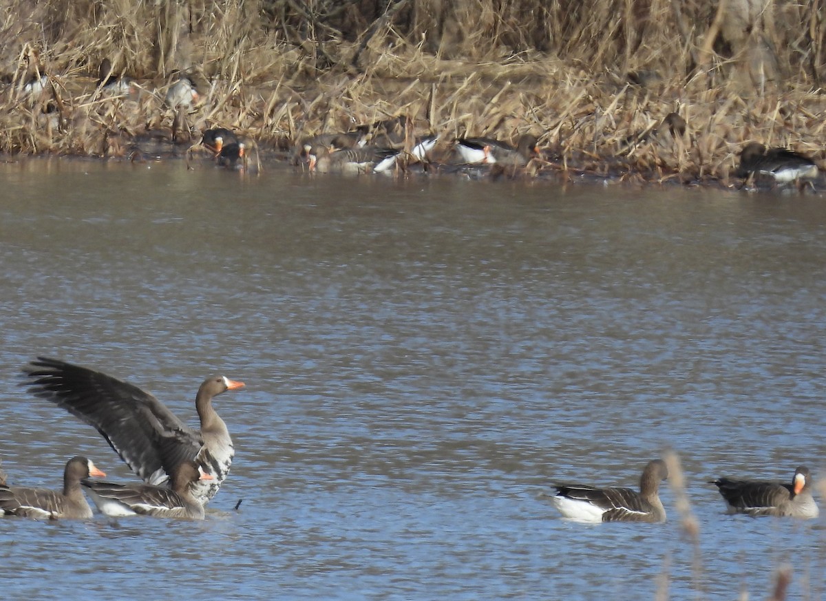 Greater White-fronted Goose - ML615536385