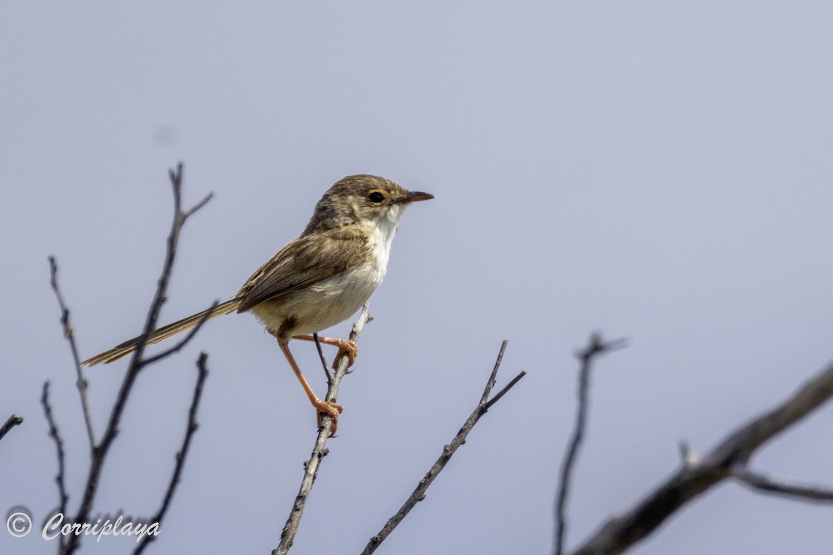 Superb Fairywren - ML615536390