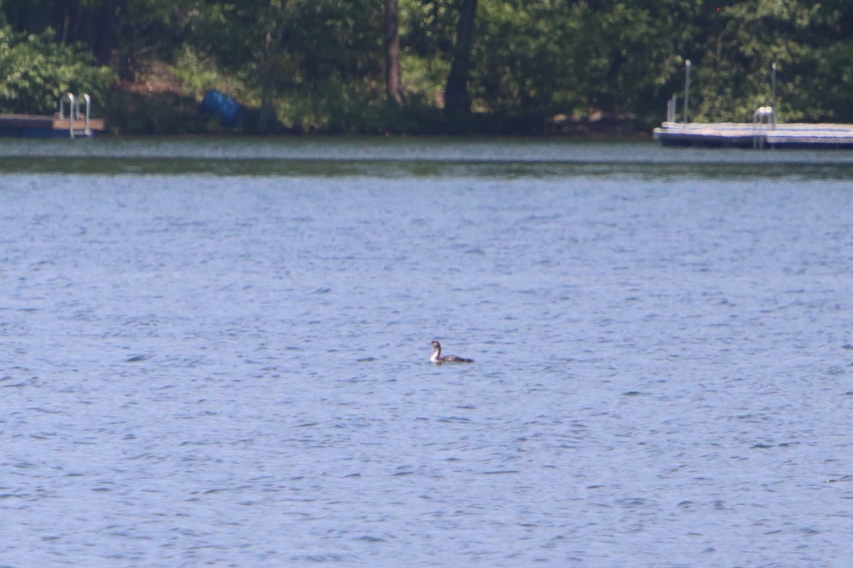 Pacific Loon - ML615536400