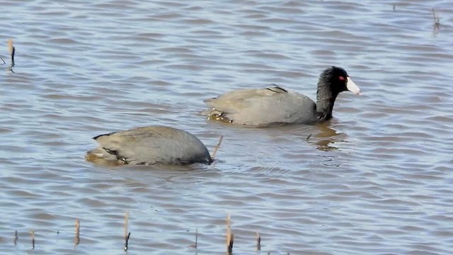 American Coot - ML615536461