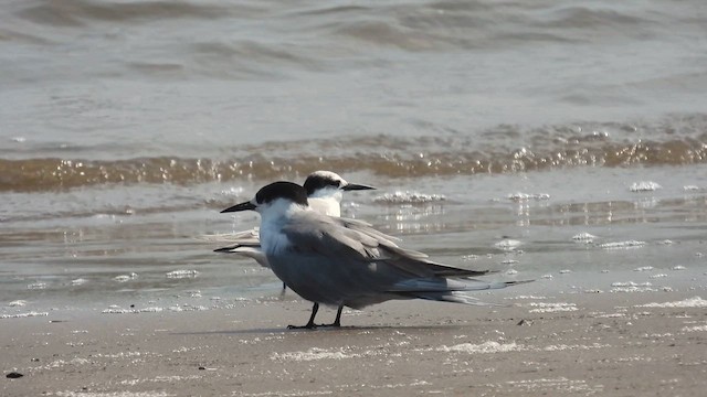 White-cheeked Tern - ML615536467